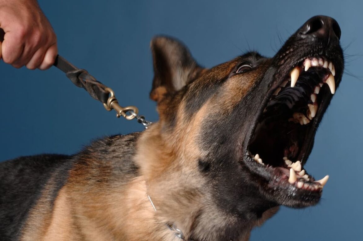 Cómo evitar que los perros ladren mucho, según un adiestrador canino