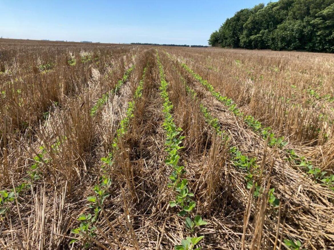 Los suelos de la Argentina pierden 612.000 toneladas de nitrógeno por año
