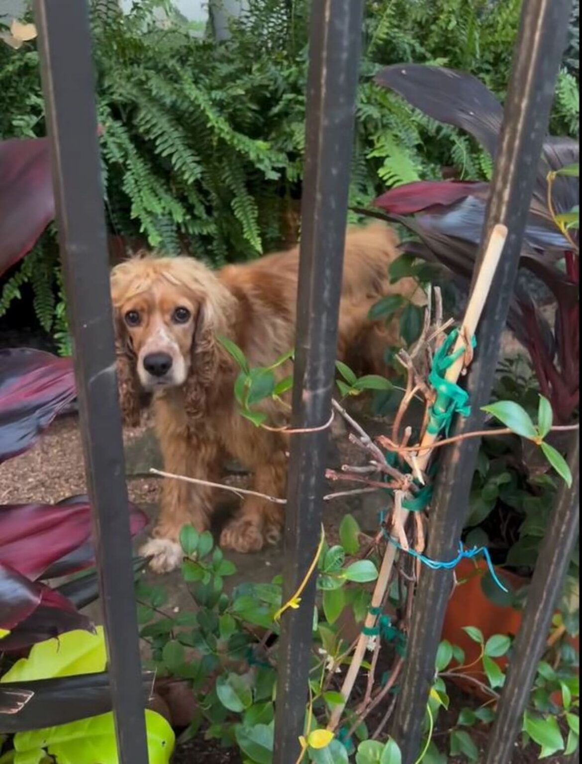 Obligado a vivir en la intemperie y bajo el calor intenso, conocieron su triste pasado cuando lo rescataron