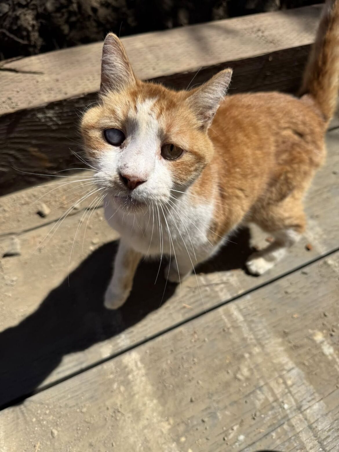 Desapareció un día de lluvia y después de 7 años, un pequeño gesto propició un reencuentro inesperado