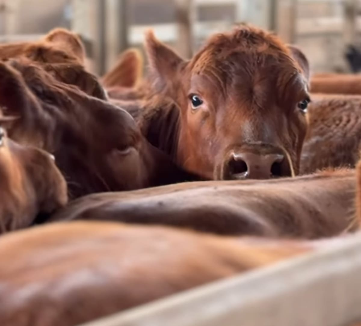 En un círculo virtuoso, vuelve el debate por la fiebre aftosa