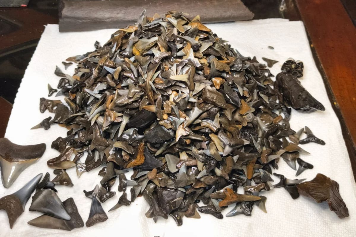 Exploraba un río de Florida y encontró dientes de tiburón fosilizados: “Tuve suerte”