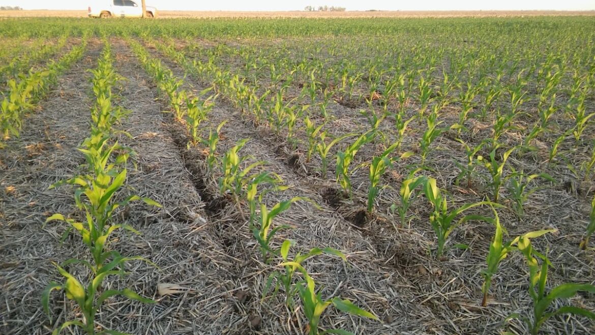 Hay un cultivo que se lleva todas las miradas