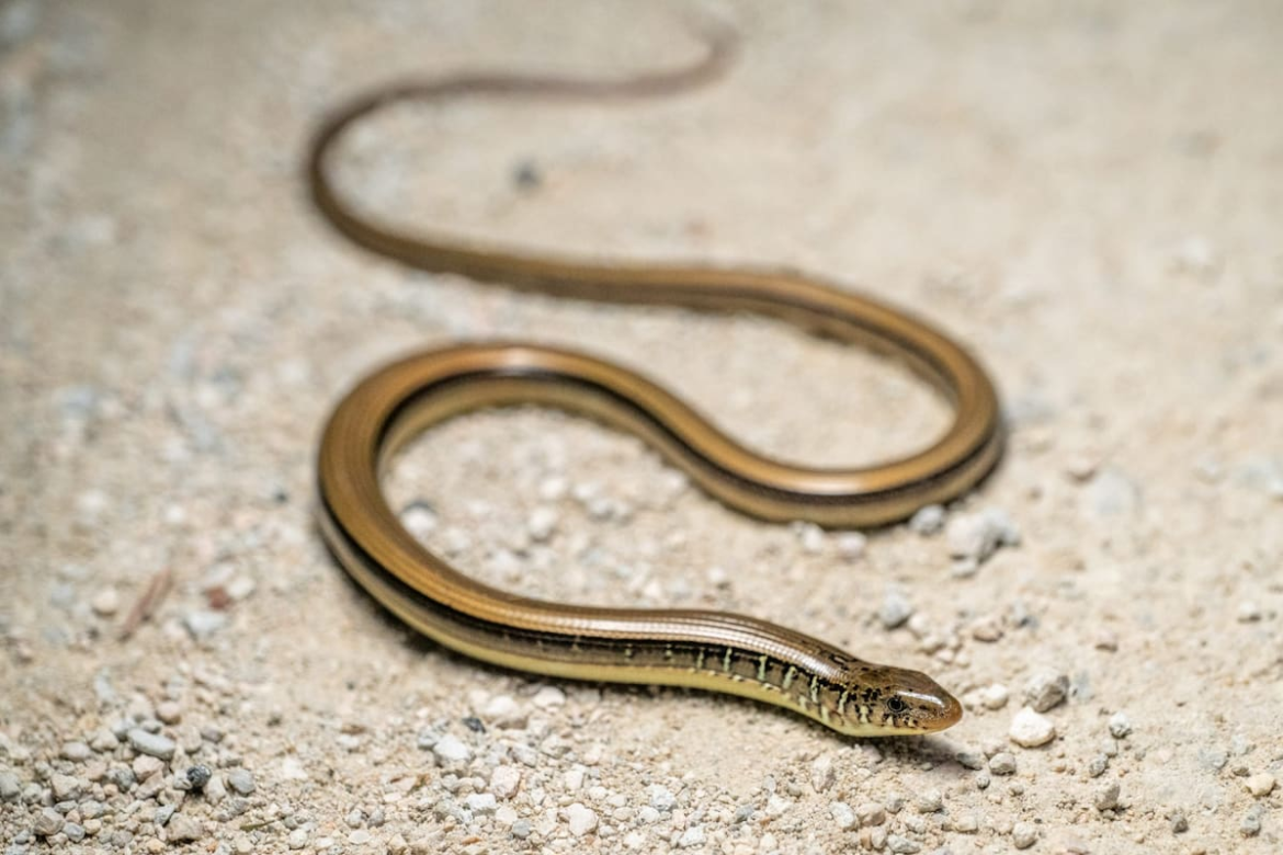 No es una serpiente: el lagarto de Carolina del Sur que sorprende por su aspecto sin patas