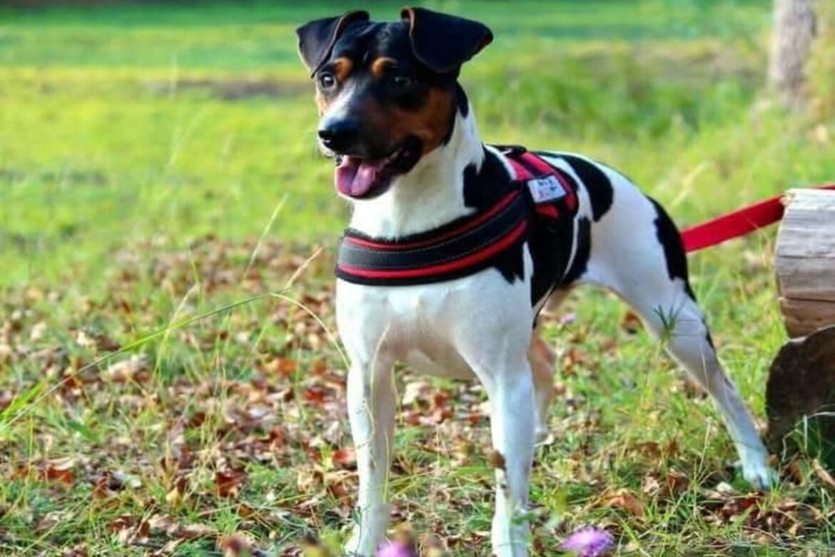 Compañero fiel del gaucho y del trabajo rural, el perro Compañero fiel del gaucho y del trabajo rural, el perro ratonero argentino alegra los días del campo