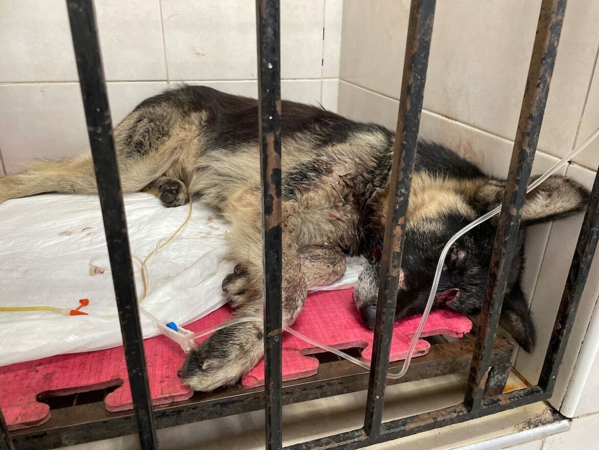 Con la cadera dislocada y la mandíbula destrozada lograron rescatarlo en las vías del tren