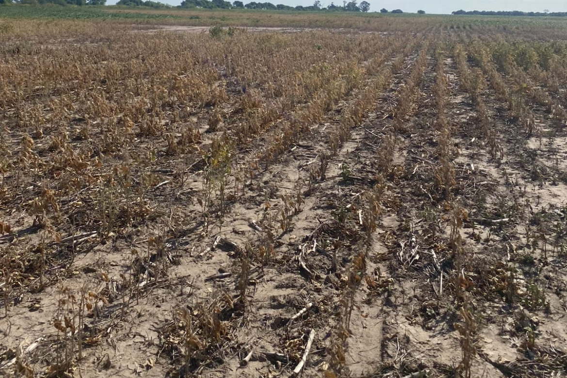 La Niña vuelve al radar y cambia el mapa de La Niña vuelve al radar y cambia el mapa de lluvias para los cultivos