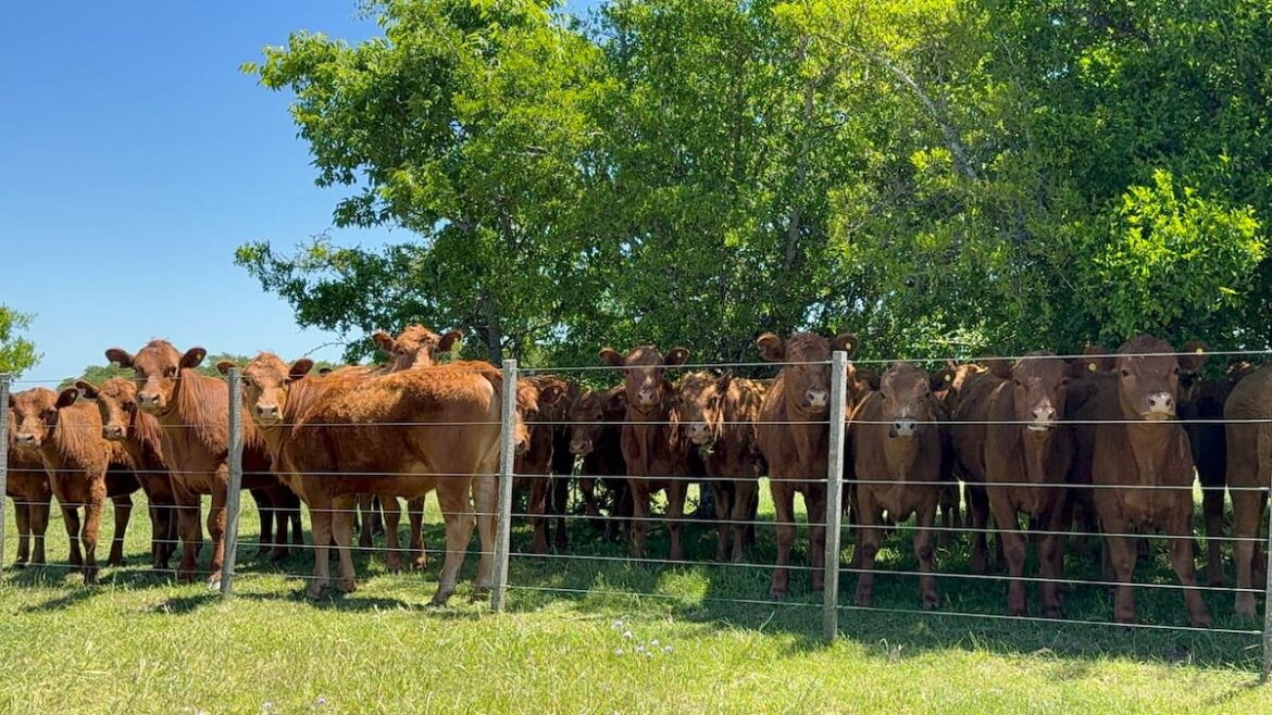 La Argentina se prepara para un histórico desembarco en Turquía