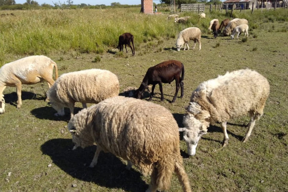 Una enfermedad de origen animal crónica y silenciosa que se puede controlar